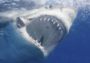 Μοναδικό βίντεο δείχνει όρκες να σκοτώνουν λευκό καρχαρία για το συκώτι του