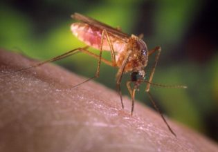 Ιός Δυτικού Νείλου: Επιβεβαιώθηκε κρούσμα του ιού στην Λάρισα – Πρόκειται για το πέμπτο στη χώρα