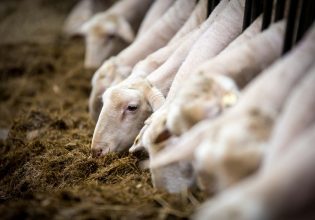 Κτηνοτροφία: Το κόστος των ζωοτροφών «τρώει» το κοπάδι