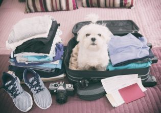Διακοπές με τον σκύλο: Τα αναγκαία tips για να σου μείνουν αξέχαστες… για τους σωστούς λόγους