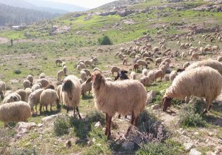 Δυτική Ελλάδα: Σαρκοφάγα ζώα ρημάζουν τα κοπάδια – Απώλειες μετρούν οι κτηνοτρόφοι
