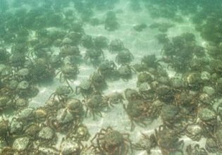 Κορνουάλη: Τρόμος σε παραλία – Εμφανίστηκαν χιλιάδες δηλητηριώδη καβούρια – αράχνες