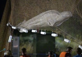 Φάλαινα Μπελούγκα: Πέθανε κατά τη μεταφορά της από τον Σηκουάνα – Της έκαναν ευθανασία