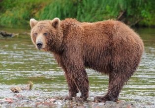 Καστοριά: Παραβατική αρκούδα που μεταφέρθηκε σε άλλη περιοχή επέστρεψε στον τόπο του εγκλήματος