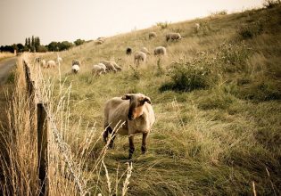 Βρουκέλλωση: Τι να προσέξει ο κτηνοτρόφος για να προστατέψει το κοπάδι