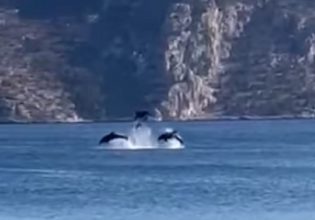 Δελφίνια: Δίνουν παράσταση σε λουόμενους στη Φωκίδα