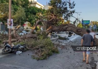 Ηράκλειο: Εισαγγελική παρέμβαση για τον άνδρα που καταπλακώθηκε από δέντρο – Τι λέει ο γιος του