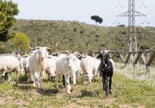 Τετράποδοι πυροσβέστες σώζουν τη Βαρκελώνη από τις φωτιές