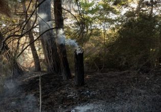 Φωτιά στο δάσος της Δαδιάς: Τι αποκάλυψαν οι δορυφορικές εικόνες [Χάρτες]