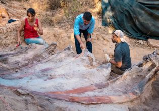 Πορτογαλία: Έσκαβε στην αυλή του και βρήκε τον μεγαλύτερο δεινόσαυρο στην Ευρώπη
