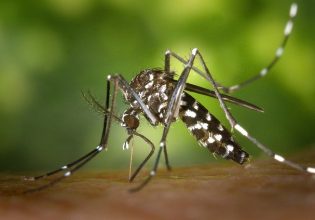 Κουνούπια: Γιατί προτιμούν εσάς και όχι τον διπλανό σας – Οι 7 λόγοι που σας «αγαπούν» τα έντομα