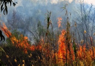 Φωτιά σε Μεσσηνία και Θεσσαλία – Υψηλός κίνδυνος πυρκαγιάς σε τρεις περιφέρειες