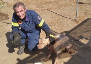 Ρόδος: Η Πυροσβεστική έσωσε σκυλί που έπεσε σε πηγάδι βάθους έξι μέτρων