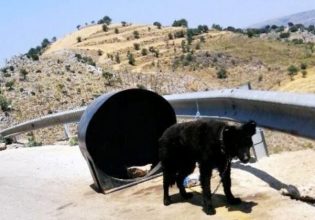 Χανιά: Είχε το σκύλο δεμένο σε ένα βαρέλι, χωρίς τροφή και νερό