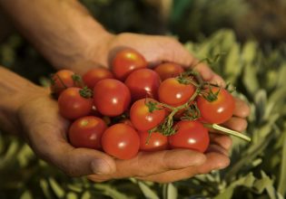 Βιομηχανική ντομάτα: Παραμένει κυρίαρχο προϊόν – Απαιτούνται όμως βελτιωτικά μέτρα