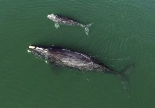 ΗΠΑ: Tα πλοία κατεβάζουν ταχύτητα για να προστατέψουν τις φάλαινες