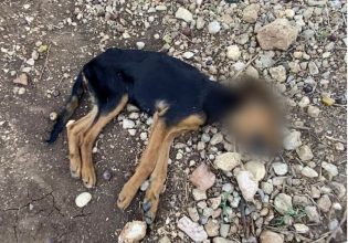 Φιλιππιάδα: Καταφύγιο για σκύλους ήταν «κολαστήριο» – Ανατριχιαστικές εικόνες