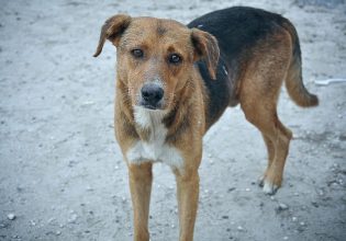 Βόλος: Καταγράφηκε από κάμερες να σκοτώνει αδέσποτο σκύλο με φόλα