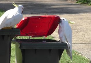 Αυστραλία: Παπαγάλοι και άνθρωποι σε πόλεμο για τους σκουπιδοτενεκέδες
