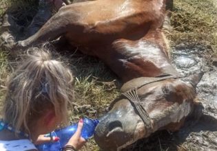 Κέρκυρα: Άφησαν άλογο δεμένο στον ήλιο και πέθανε [εικόνες – βίντεο]