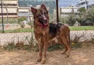 Πεντέλη: Ο σκύλος με τα εγκαύματα κατάφερε να επιβιώσει και αναζητά οικογένεια