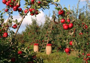 Εξαγωγές: Κίνδυνος να μείνουν αδιάθετα και ασυγκόμιστα τα μήλα