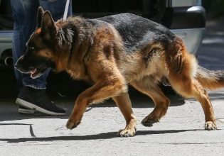 Ηράκλειο: Σκύλος επιτέθηκε σε γιαγιά που κρατούσε αγκαλιά το εγγονάκι της