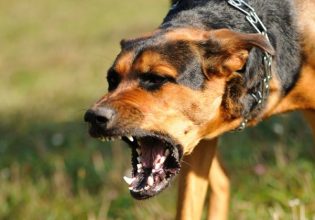 Βόλος: Αγέλη σκύλων επιτέθηκε σε μητέρα με παιδί