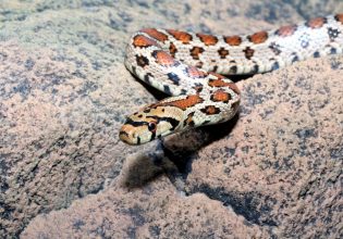 Λαγκαδάς: Ακίνδυνα ήταν τελικά τα φίδια που βρέθηκαν σε νηπιαγωγείο