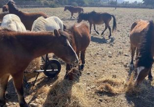Σκυριανά άλογα: Δημιουργείται Ίδρυμα για τη διάσωσή τους