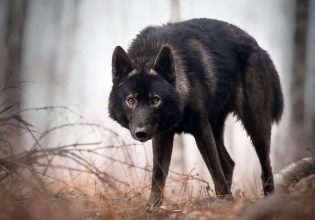 Πώς μια επιδημία οδήγησε σε αύξηση των μαύρων λύκων