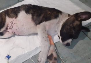 Βόλος: Πώς μια παρέα μαθητών δημοτικού έσωσαν μια σκυλίτσα