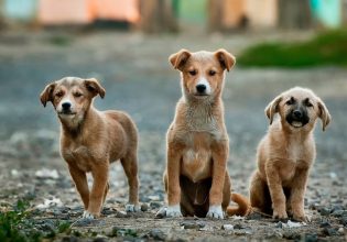 Χαλάνδρι: Δημοτολόγιο για σκύλους και γάτες – Καταγράφει τα δεσποζόμενα ζώα συντροφιάς