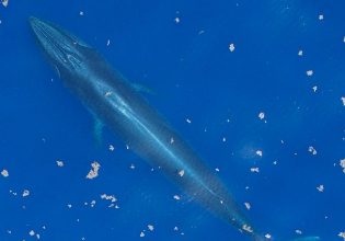Η φάλαινα που κινδυνεύει να εξαφανιστεί μόλις ένα χρόνο μετά την ανακάλυψη του είδους