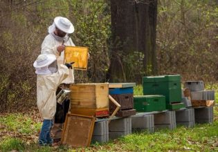 Μελισσοκομία: «Τρέχει» η προθεσμία για τη δήλωση κατεχόμενων κυψελών