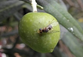 Δάκος: Έκτακτοι ψεκασμοί στην Κυνουρία – Ξέμειναν από εντομοκτόνα στην Κέρκυρα