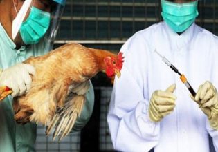 Γρίπη των πτηνών: Έκρηξη κρουσμάτων το καλοκαίρι