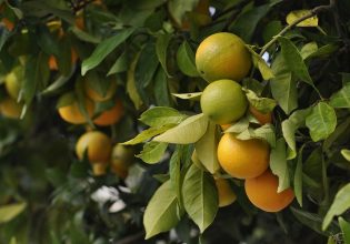 Εσπεριδοειδή: Φθινοπωρινές καλλιεργητικές επεμβάσεις – Τι να προσέξετε