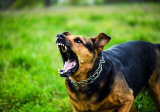 Εύβοια: Αδέσποτα σκυλιά επιτέθηκαν σε γυναίκα – Μεταφέρθηκε αιμόφυρτη στο Κέντρο Υγείας