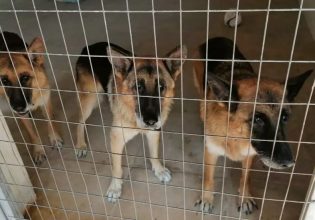 Σταύρος Ξαρχάκος: Σε καταφύγιο ζώων τα σκυλιά του – Τι απαντά η σύζυγός του