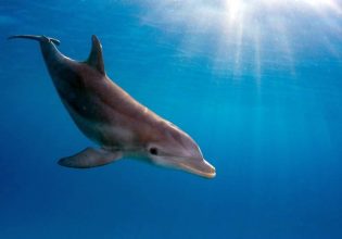 Ουκρανία: Εκατοντάδες δελφίνια πέθαναν στη Μαύρη Θάλασσα μετά την έναρξη της εισβολής