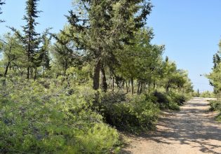 Μηνύσεις κατέθεσε ο Δήμος Γαλατσίου για την κοπή δέντρων