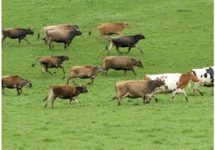 Καναδάς: Με… σύμμαχο τη γραφειοκρατία, 20 αγελάδες «δραπέτευσαν» και τριγυρίζουν ελεύθερες στο Κεμπέκ