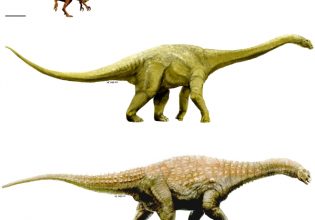 Γνωρίστε τον τιτανόσαυρο που επισκιάζει τον Ντίπι τον διπλόδοκο – «Ένα μεγαθήριο 57 τόνων»