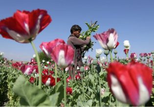 Αφγανιστάν: Ραγδαία αύξηση της καλλιέργειας παπαρούνας – «Απογειώθηκαν οι τιμές»