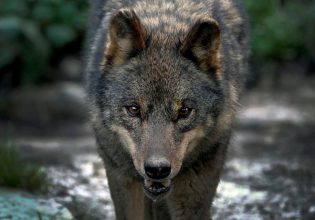 Αλεξανδρούπολη: Λύκοι κατασπάραξαν κυνηγόσκυλα – «Κατεβαίνουν από τα βουνά»