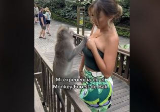 Ατίθαση μαϊμού έβαλε στο «μάτι» το πλούσιο στήθος της πρώην «Μις Περού»