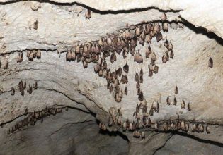 Νυχτερίδες: Στην Ελλάδα 36 είδη – Η προσπάθεια για την προστασία της σπηλαιόβιας ζωής
