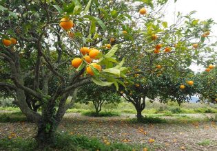 Αιτωλοακαρνανία: Στενεύουν τα όρια για τους παραγωγούς πορτοκαλιού