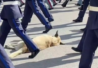 Θεσσαλονίκη: Σκύλος κοιμάται ανενόχλητος στην πλατεία Αριστοτέλους ενώ παρελαύνουν φιλαρμονικές ορχήστρες